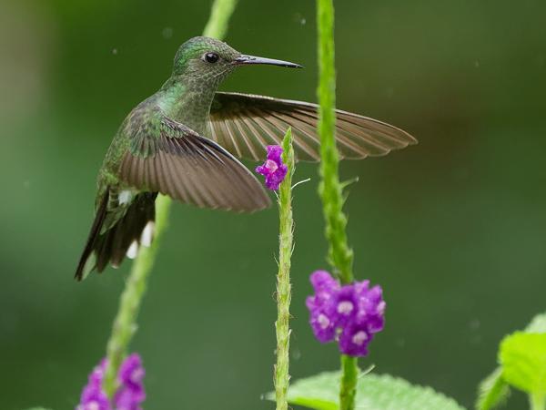 <h3><a href="/trips/costa-rica/biota/animalia/chordata/aves/033 apodiformes/004 trochilidae/phaeochroa cuvierii/phaeochroa cuvierii-nl.html">Phaeochroa&nbsp;cuvierii</a> / Scaly‑breasted&nbsp;hummingbird / Schubborstkolibrie</h3>OM-1 Mark II met OLYMPUS M.150-400mm F4.5, 1/2000 sec  bij F4.5, ISO 4000, afstand 9.77&nbsp;m